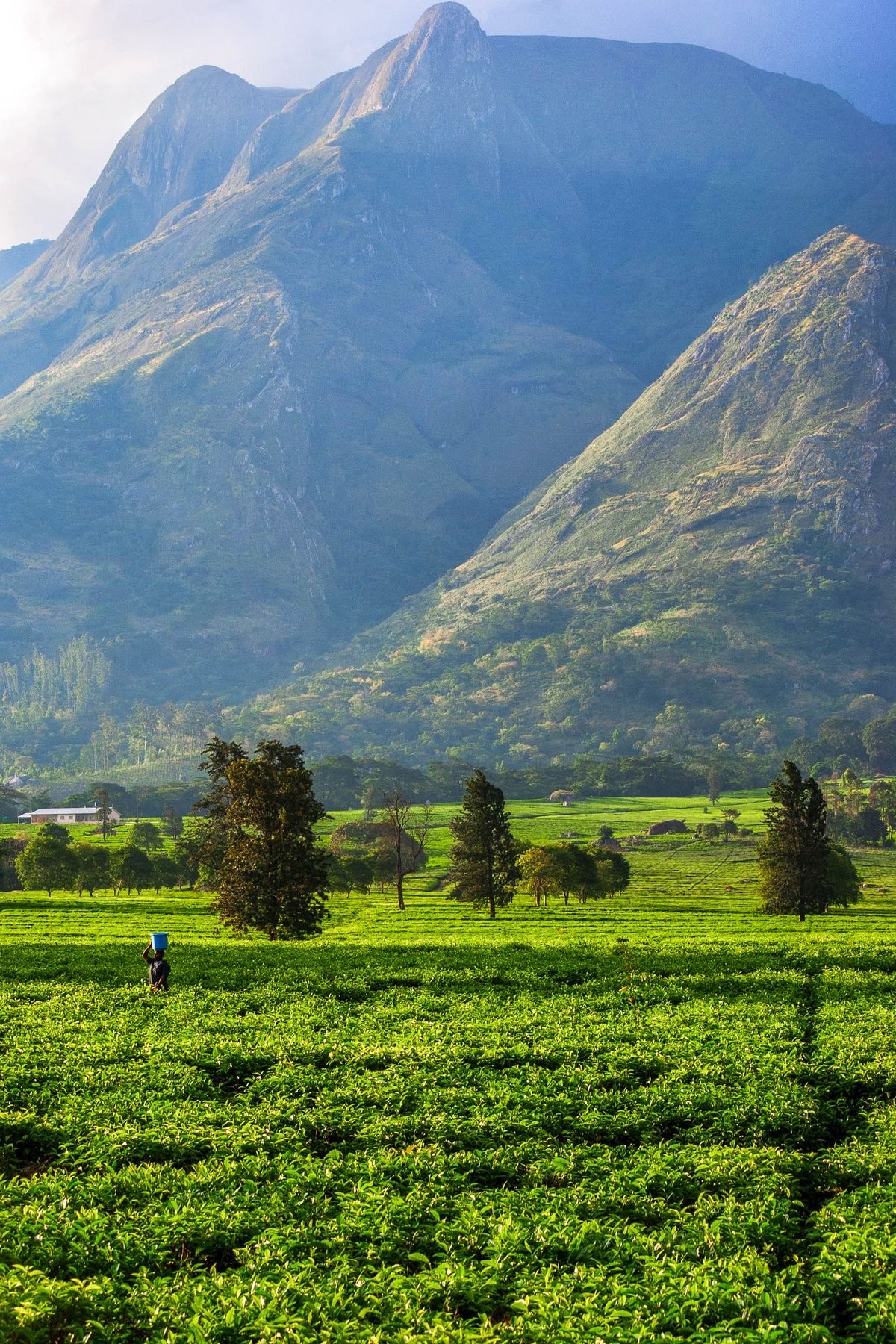 Solitary tea picker walking through emerald-green tea plantations beneath the towering Mulanje Massif in southern Malawi.