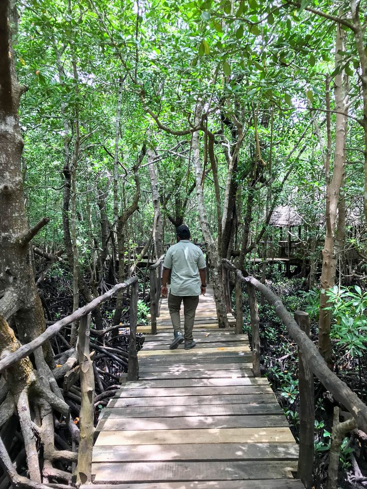 Mangrove walk on the Zanzibar coast
