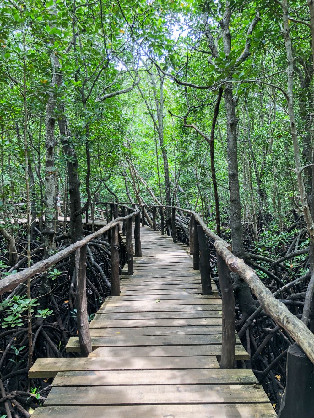 Jozani Forest Mangrove Walk — Zanzibar