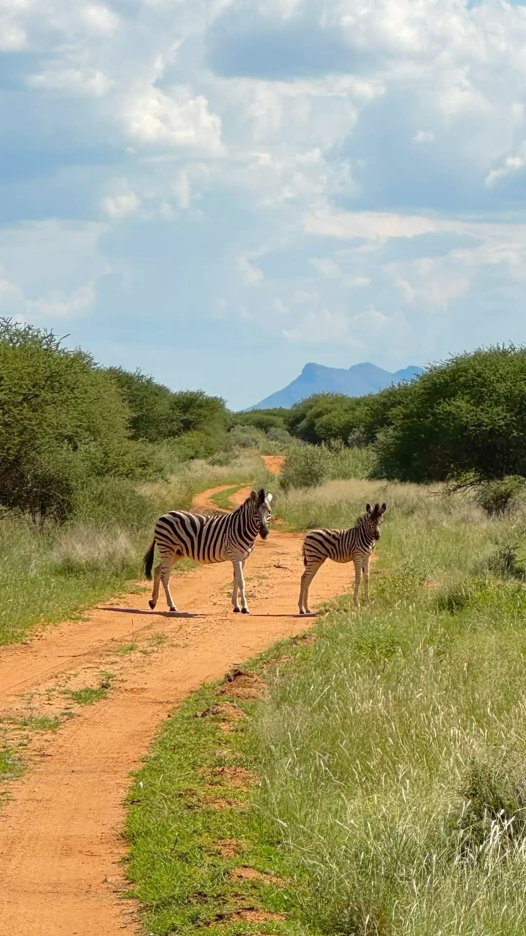 Zebras on a red-earth track