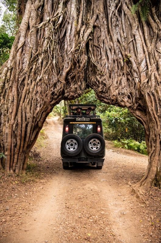 The Great Fig Tree Arch — Lake Manyara · Tanzania