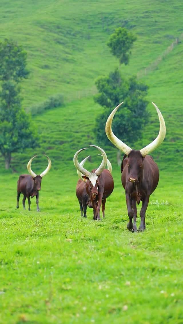 Uganda
