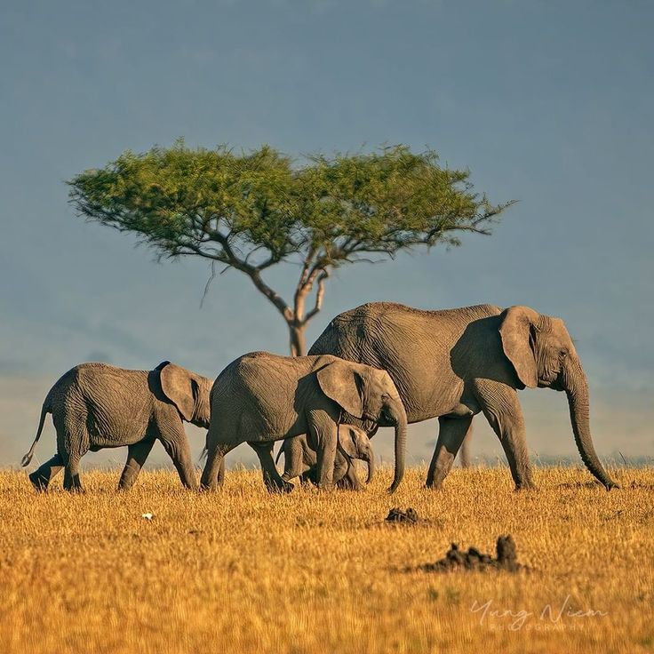 Elephant herd moving through northern Tanzania.