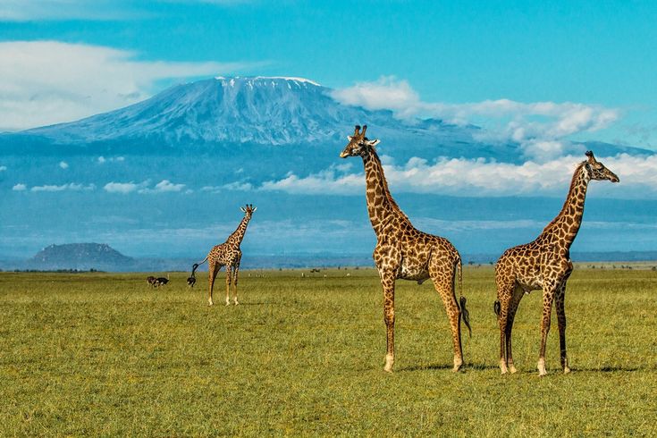 Mount Kilimanjaro rising above the clouds