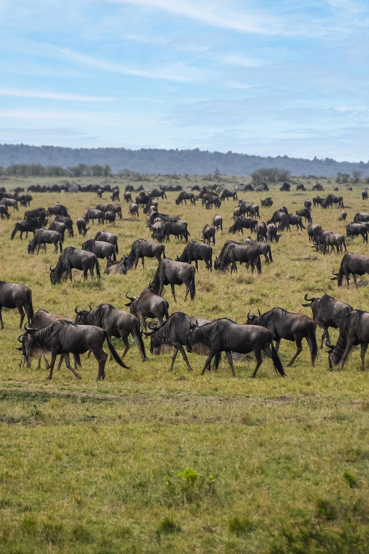 Wildebeest crossing a river in the Serengeti during the Great Migration